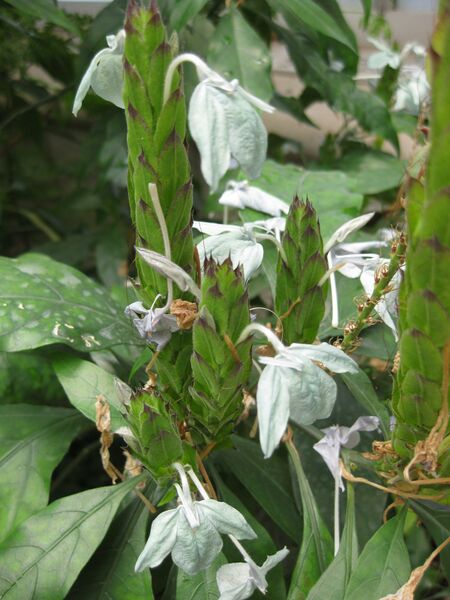 File:IMG 7574 hunt09jun.jpg