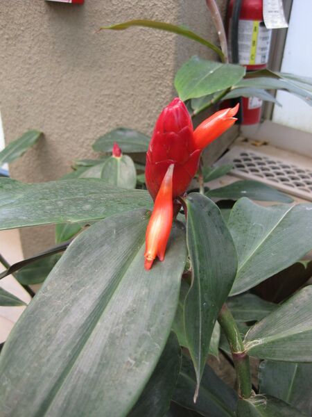 File:IMG 7577 hunt09jun.jpg