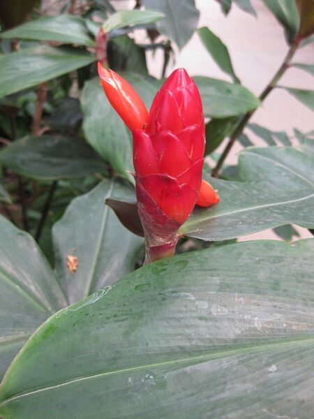 File:IMG 7578 hunt09jun.jpg