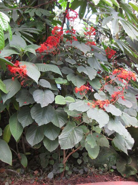 File:IMG 7579 hunt09jun.jpg