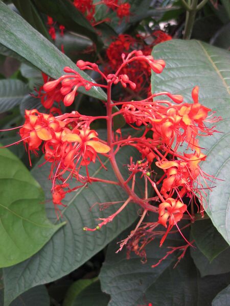 File:IMG 7580 hunt09jun.jpg