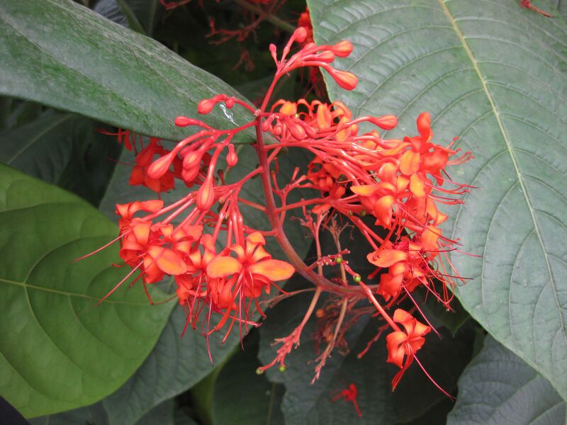 File:IMG 7581 hunt09jun.jpg