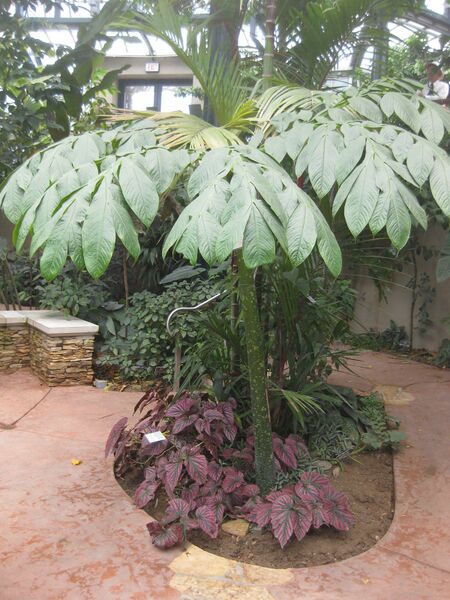 File:IMG 7585 hunt09jun.jpg