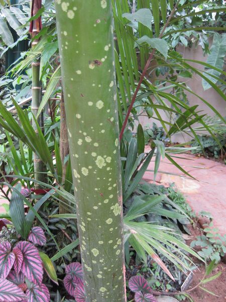 File:IMG 7588 hunt09jun.jpg