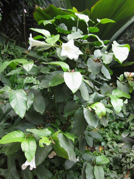 File:IMG 7589 hunt09jun.jpg