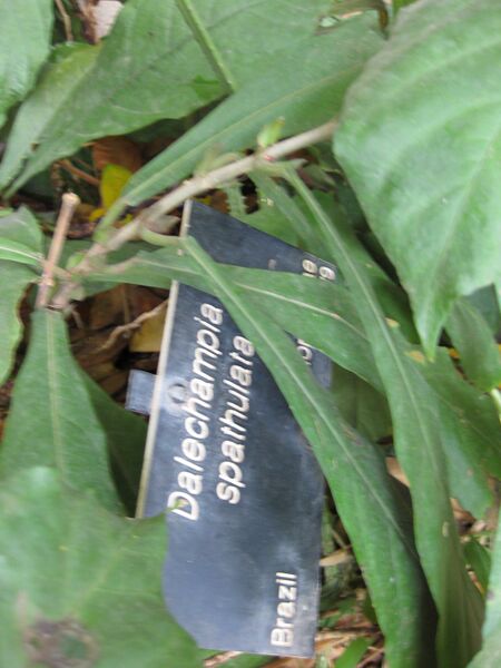 File:IMG 7591 hunt09jun.jpg