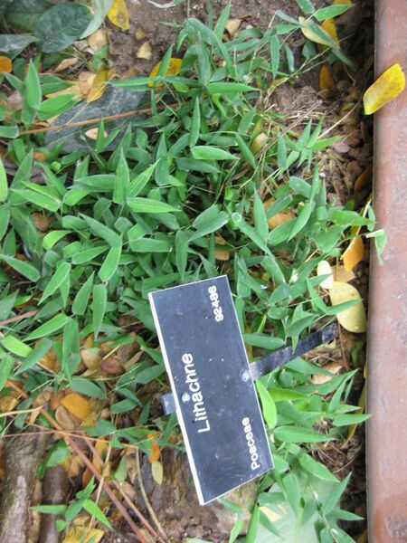 File:IMG 7592 hunt09jun.jpg