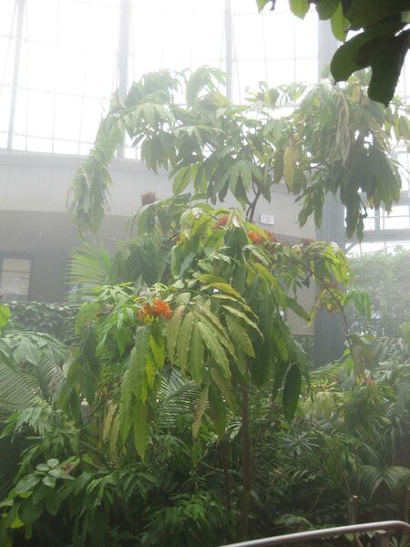 File:IMG 7595 hunt09jun.jpg