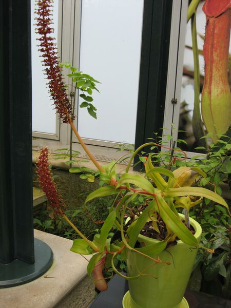 File:IMG 7596 hunt09jun.jpg