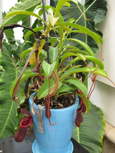 File:IMG 7599 hunt09jun.jpg