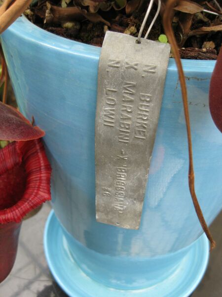 File:IMG 7600 hunt09jun.jpg