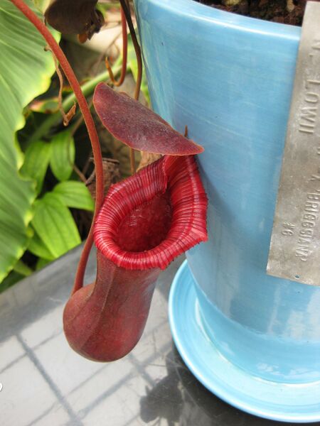 File:IMG 7601 hunt09jun.jpg