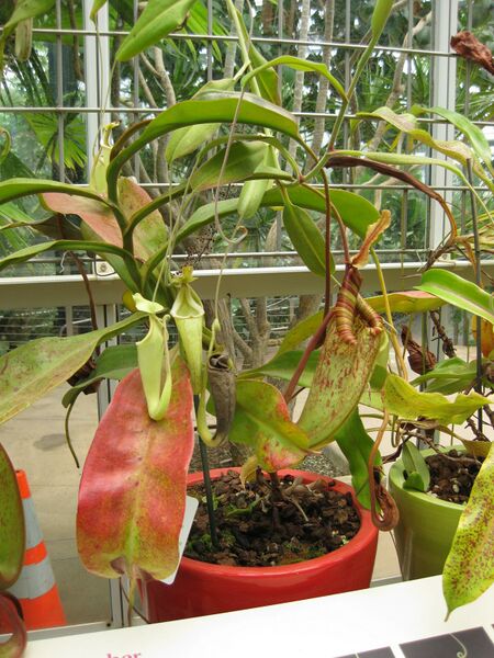 File:IMG 7603 hunt09jun.jpg