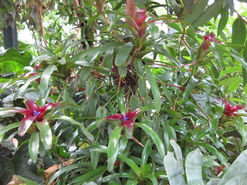 File:IMG 7605 hunt09jun.jpg