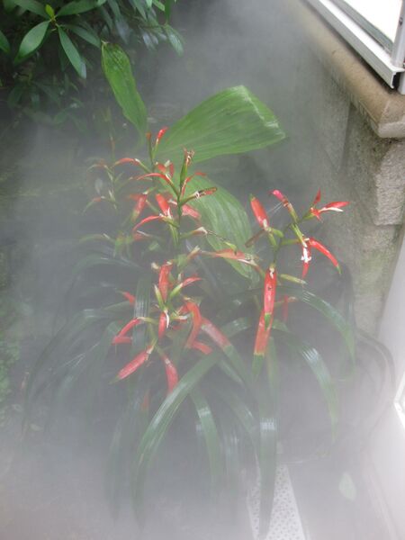 File:IMG 7607 hunt09jun.jpg