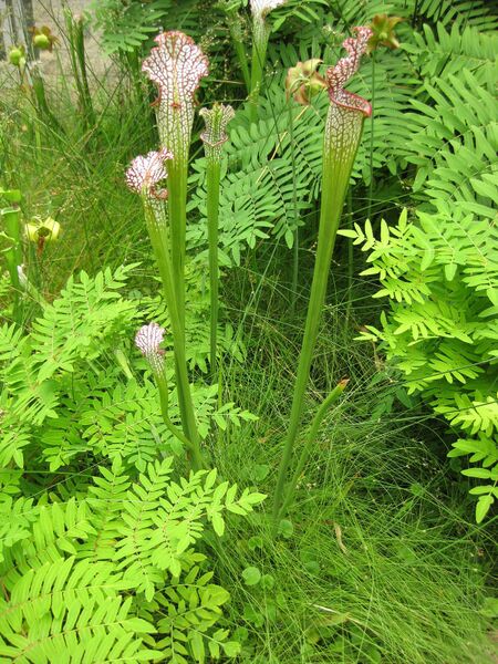 File:IMG 7608 hunt09jun.jpg