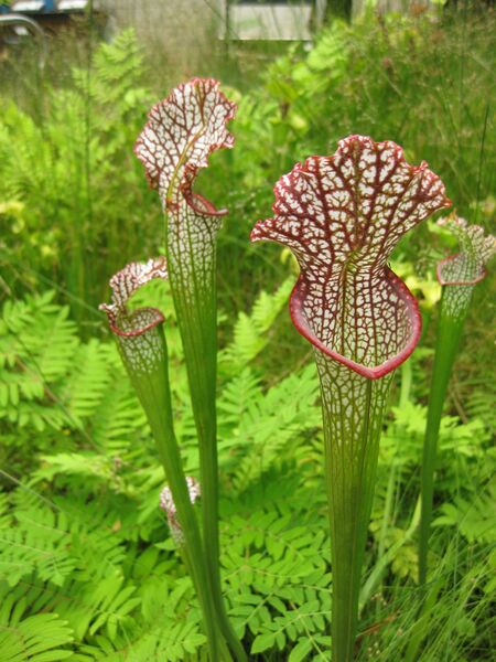 File:IMG 7609 hunt09jun.jpg