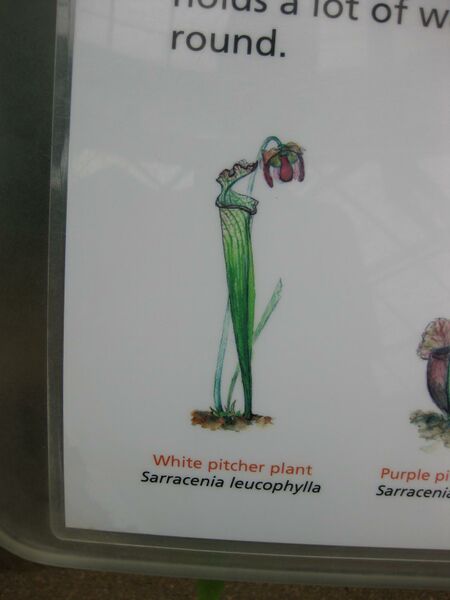 File:IMG 7610 hunt09jun.jpg