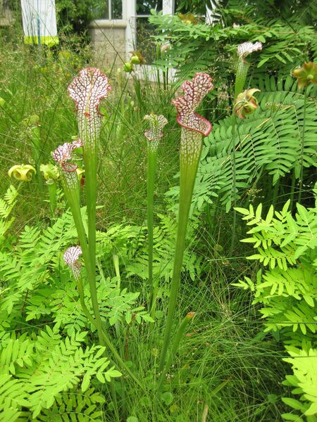 File:IMG 7611 hunt09jun.jpg