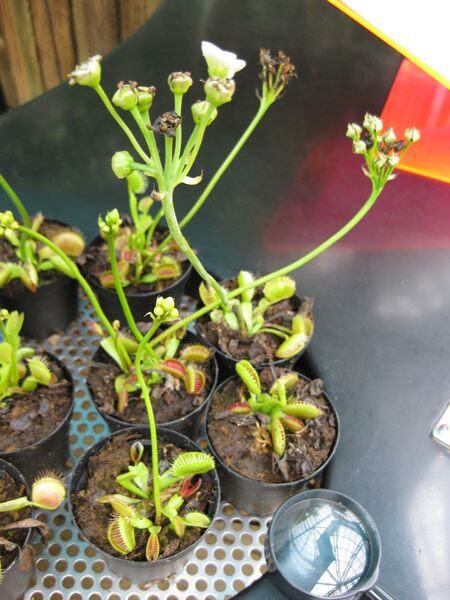 File:IMG 7612 hunt09jun.jpg