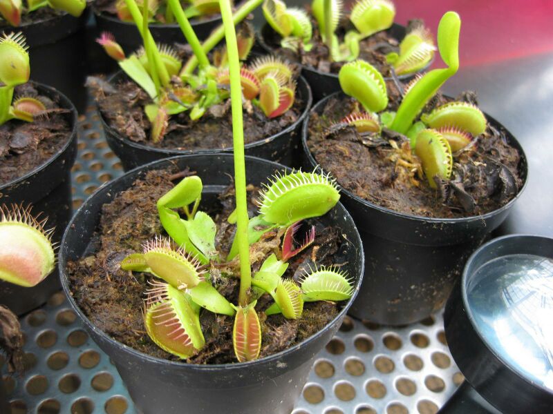 File:IMG 7613 hunt09jun.jpg