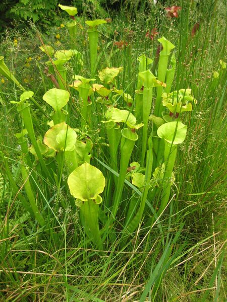 File:IMG 7616 hunt09jun.jpg