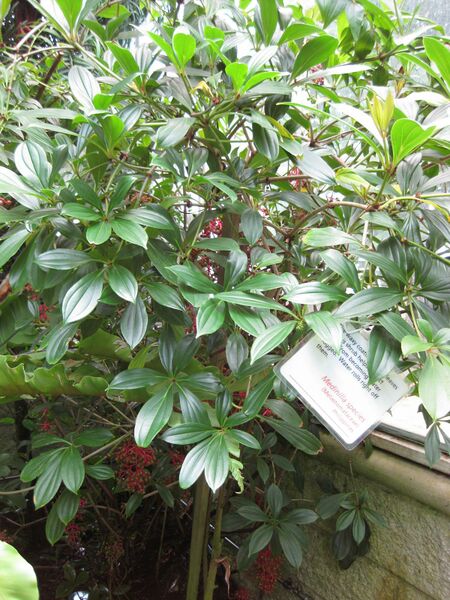 File:IMG 7619 hunt09jun.jpg