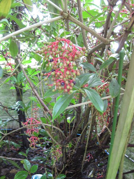 File:IMG 7620 hunt09jun.jpg