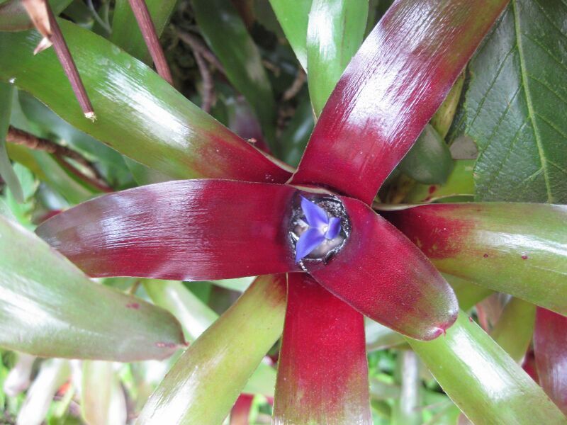 File:IMG 7624 hunt09jun.jpg