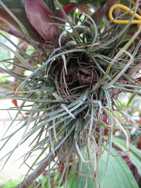 File:IMG 7625 hunt09jun.jpg