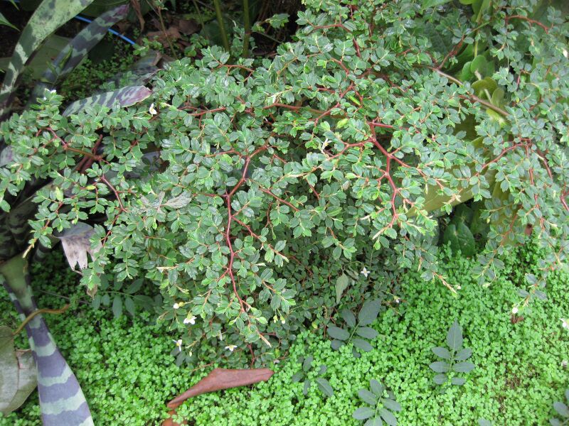 File:IMG 7627 hunt09jun.jpg