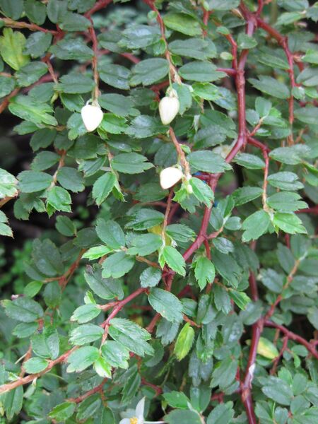 File:IMG 7628 hunt09jun.jpg