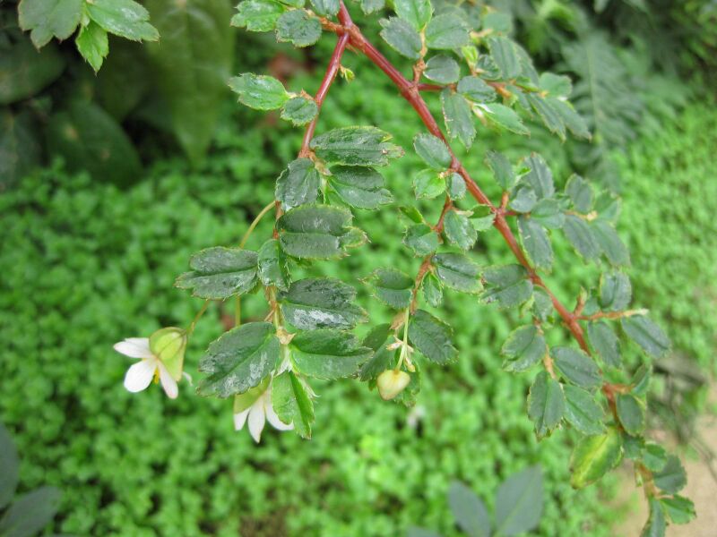 File:IMG 7629 hunt09jun.jpg