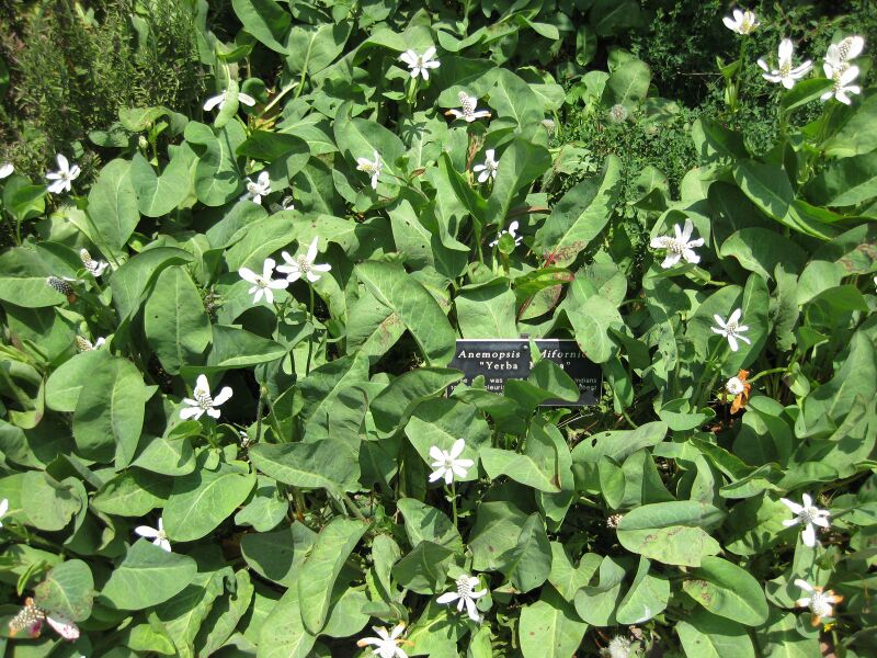 File:IMG 7630 hunt09jun.jpg