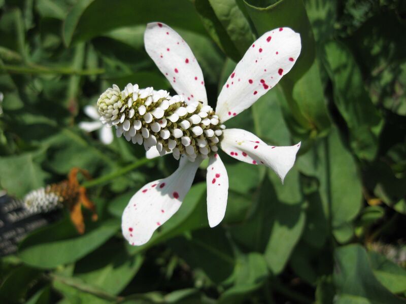 File:IMG 7631 hunt09jun.jpg