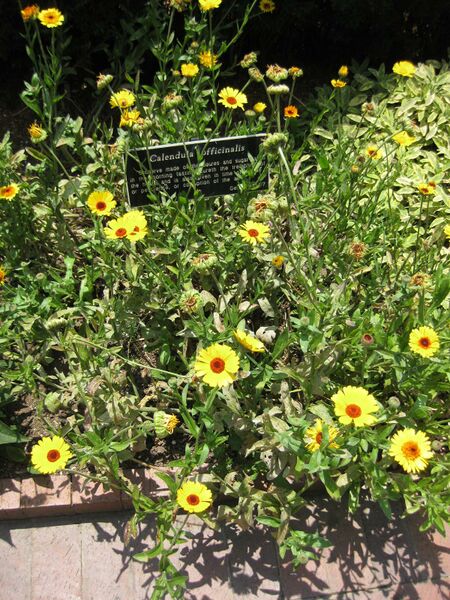 File:IMG 7632 hunt09jun.jpg