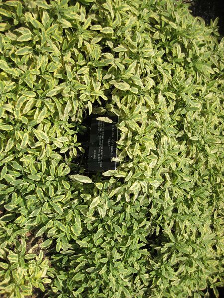 File:IMG 7633 hunt09jun.jpg