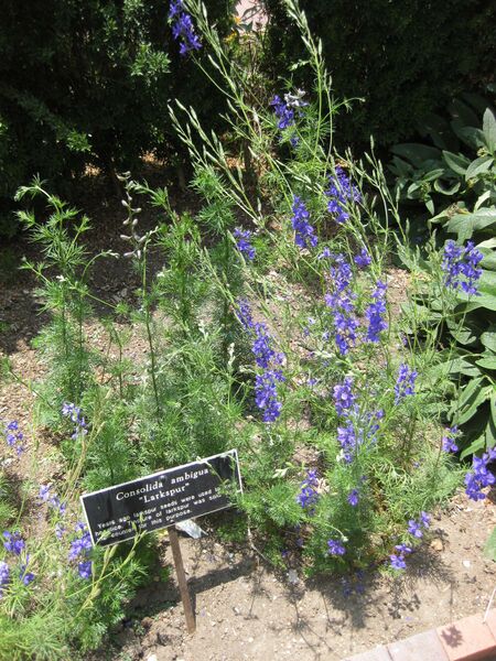 File:IMG 7634 hunt09jun.jpg