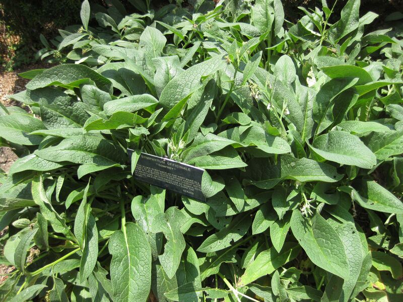 File:IMG 7635 hunt09jun.jpg