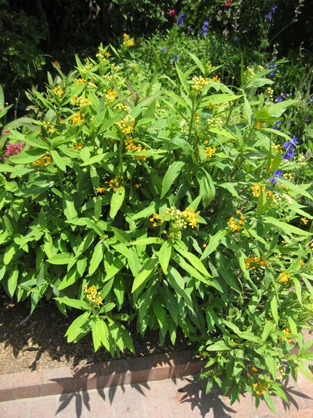 File:IMG 7636 hunt09jun.jpg