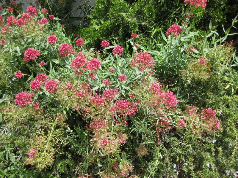 File:IMG 7637 hunt09jun.jpg