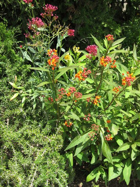 File:IMG 7638 hunt09jun.jpg