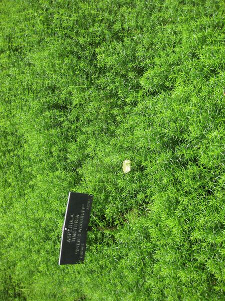 File:IMG 7639 hunt09jun.jpg