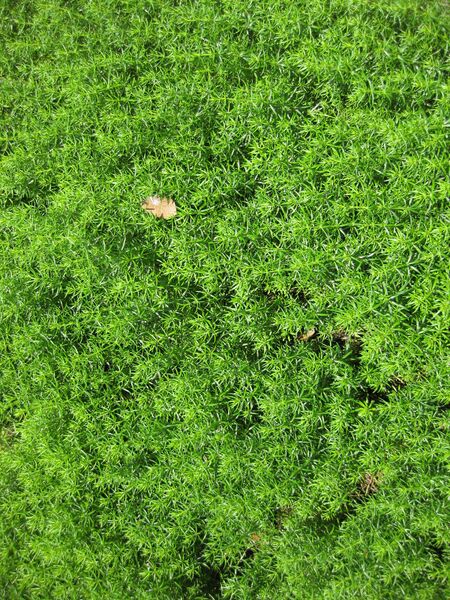 File:IMG 7640 hunt09jun.jpg