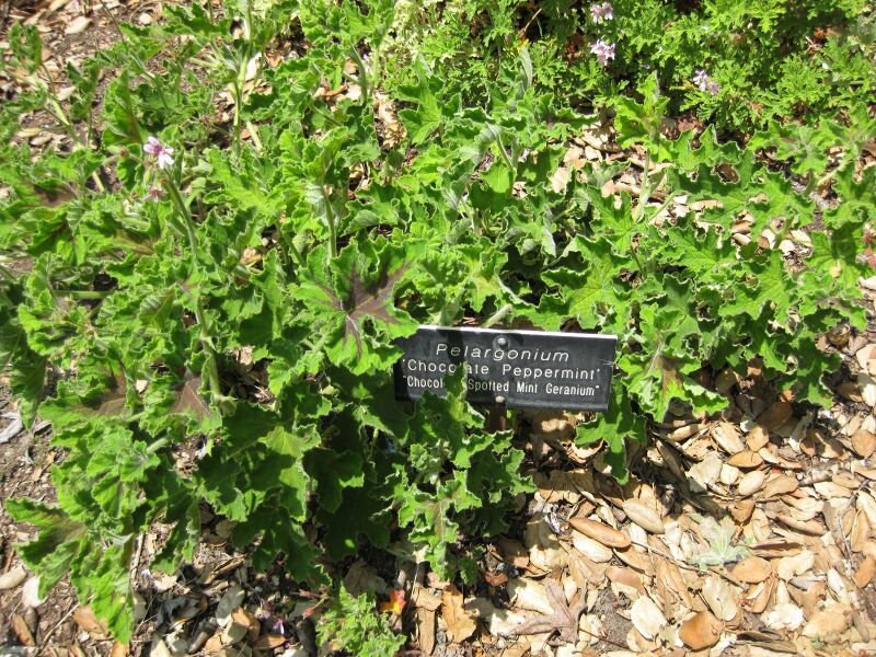 File:IMG 7642 hunt09jun.jpg