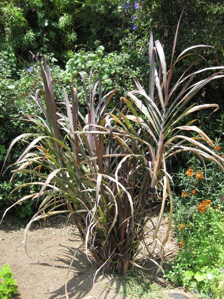 File:IMG 7643 hunt09jun.jpg