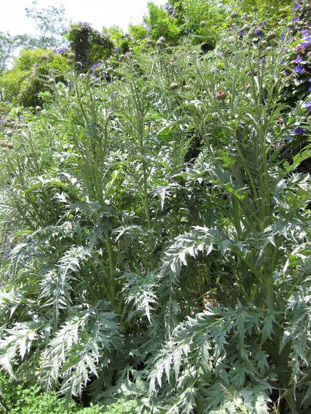 File:IMG 7644 hunt09jun.jpg