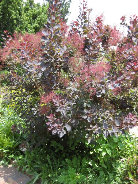 File:IMG 7646 hunt09jun.jpg