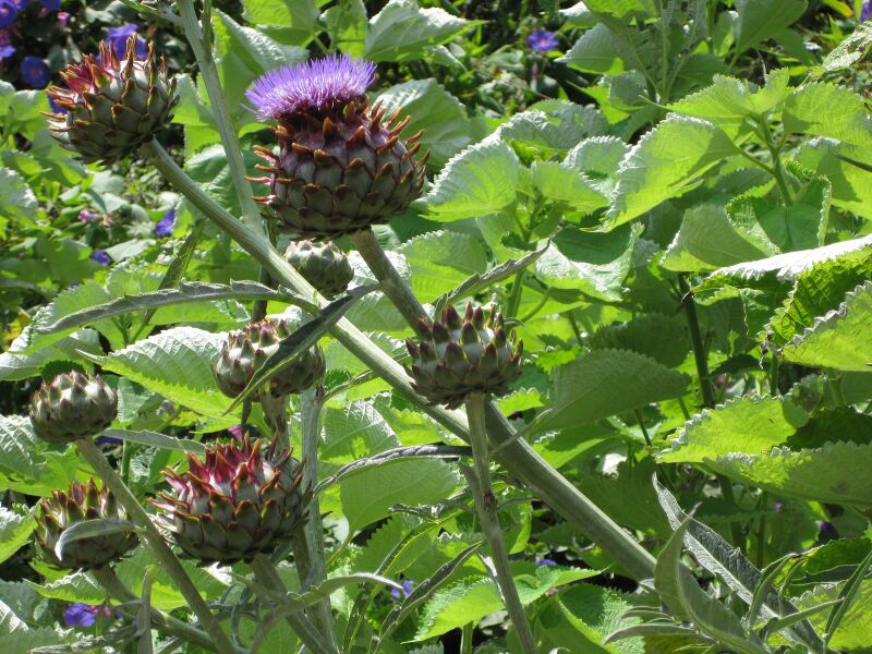 File:IMG 7647 hunt09jun.jpg