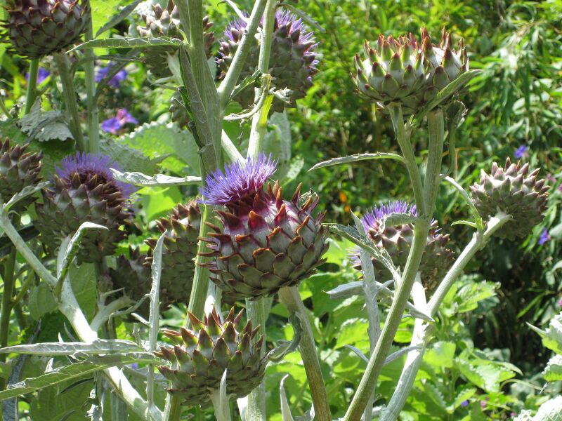 File:IMG 7648 hunt09jun.jpg